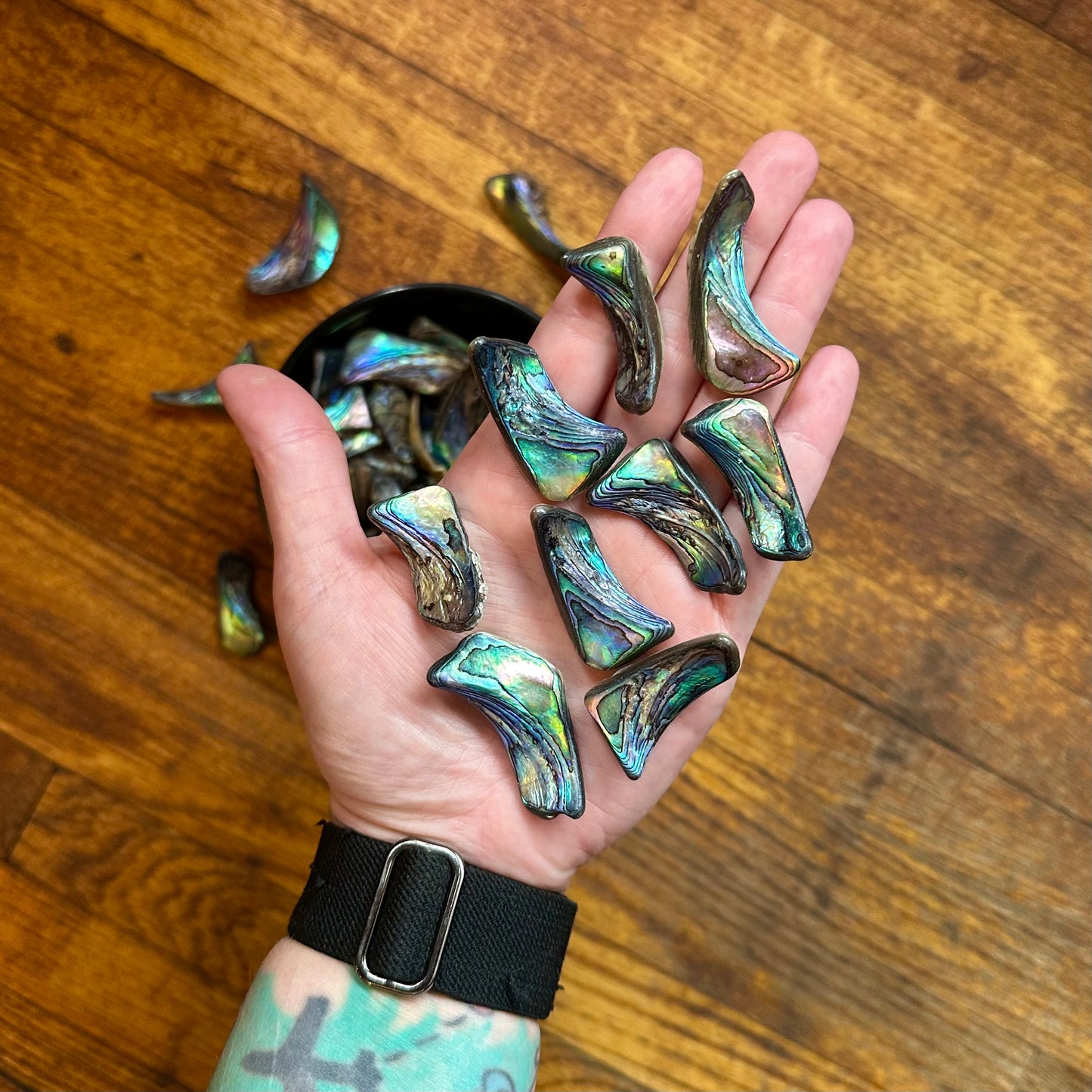 Abalone Shell